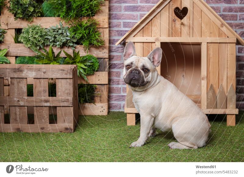 Porträt einer französischen Bulldogge mit Hundehütte und vertikalem Garten Haustier Haustiere Tier Tierwelt Tiere auf dem Boden sitzen auf dem Boden sitzend
