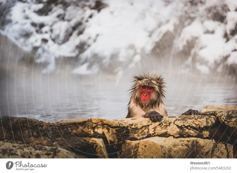 Japan, Yamanouchi, Jigokudani-Affenpark, Porträt eines badenden Rotgesichtmakak lustig witzig Tag am Tag Tageslichtaufnahme tagsueber Tagesaufnahmen