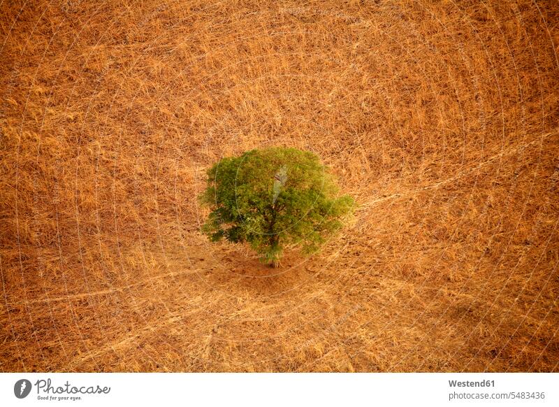 Tschad, Zakouma-Nationalpark, Akazienwüste in der Savanne Nationalparks Umweltschutz Ökologie Trockenheit Dürre einzelner Baum Luftaufnahme Luftaufnahmen