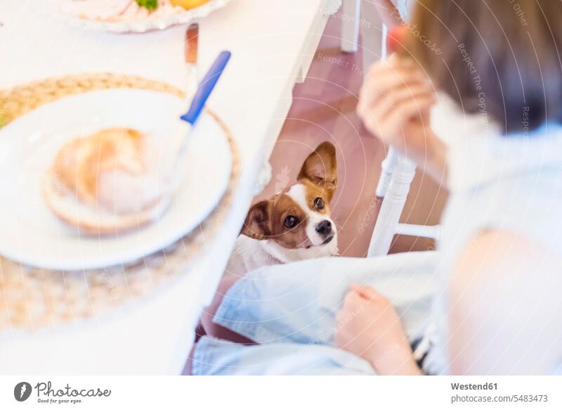 Hund schaut Mädchen an, das am Esstisch sitzt ansehen Hunde essen essend weiblich schauen sehend Haustier Haustiere Tier Tierwelt Tiere Kind Kinder Kids Mensch