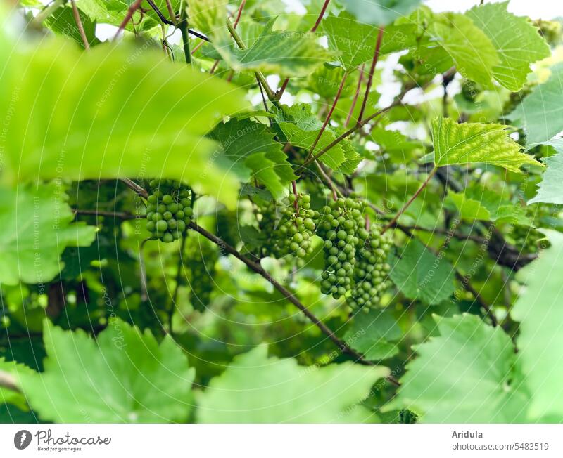 Grüne Weintrauben Rebe Traube Weinstock Weinbätter grün Ernte Weinlese wild Rankpflanze Weinbau Weinberg Natur Weinrebe Nutzpflanze Menschenleer Weinblatt