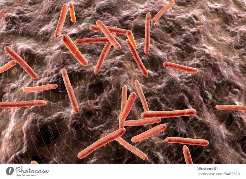 Tuberkulose-Bakterien in einem Organismus, 3D-Rendering Anatomie Niemand Bacteria Infektion Infektionskrankheiten infiziert Infektionen Symbolbild Symbolik