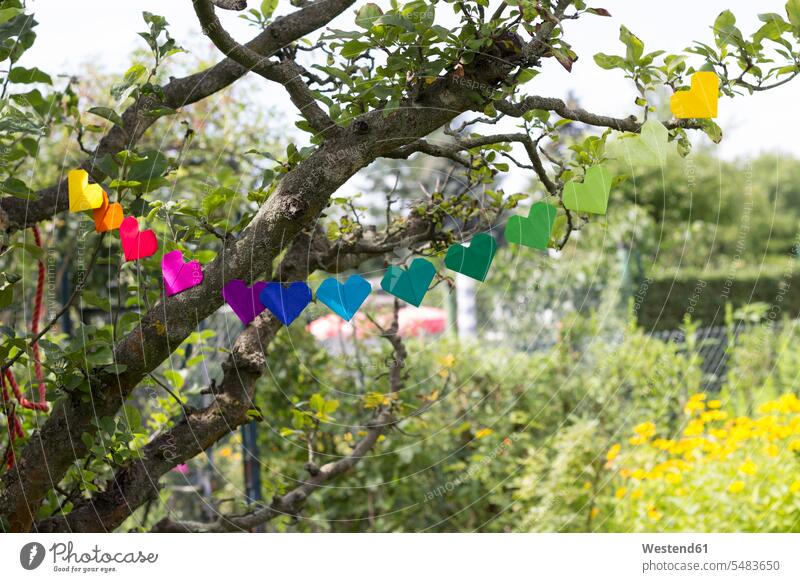 Herzförmige Girlande aus Papier hängt im Garten aufhängen aufgehängt Schnur Strang Bindfaden Schnüre Schnuere Deutschland Tag am Tag Tageslichtaufnahme