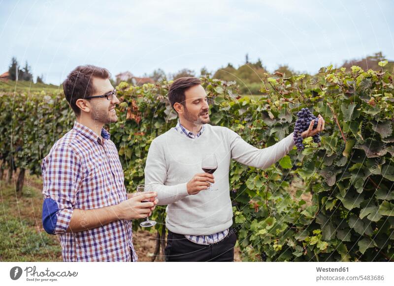 Zwei Männer in einem Weinberg bei der Traubenkontrolle prüfen Kontrolle Untersuchung kontrollieren pruefen Weine Rotwein Rotweine Weingaerten Weingarten