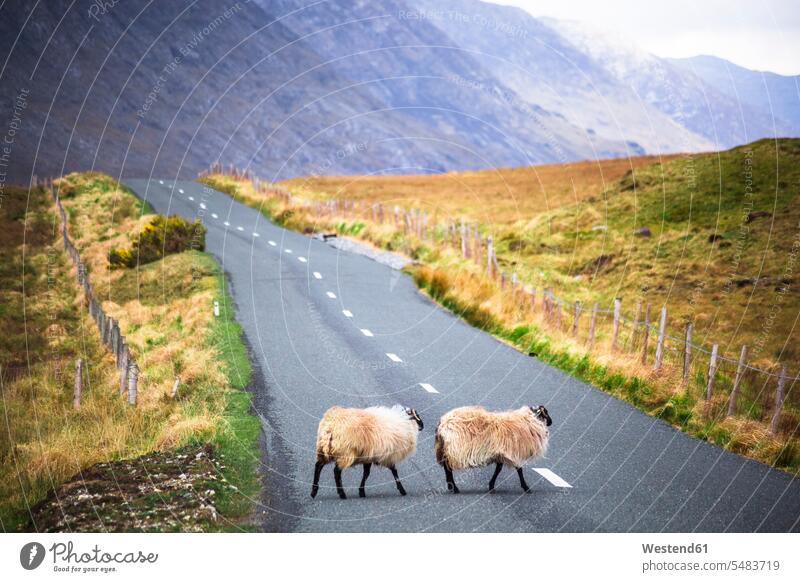 Irland, Schafe auf einer Landstraße in Connemara Landwirtschaft Zwei Tiere 2 2 Tiere zwei Landschaft Landschaften Hausschaf Hausschafe Ovis orientalis aries
