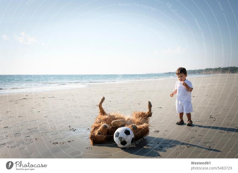 Kleiner Junge beobachtet Hund beim Herumrollen am Sandstrand Hunde Strand Beach Straende Strände Beaches männliche Babys männliches Baby männliche Babies