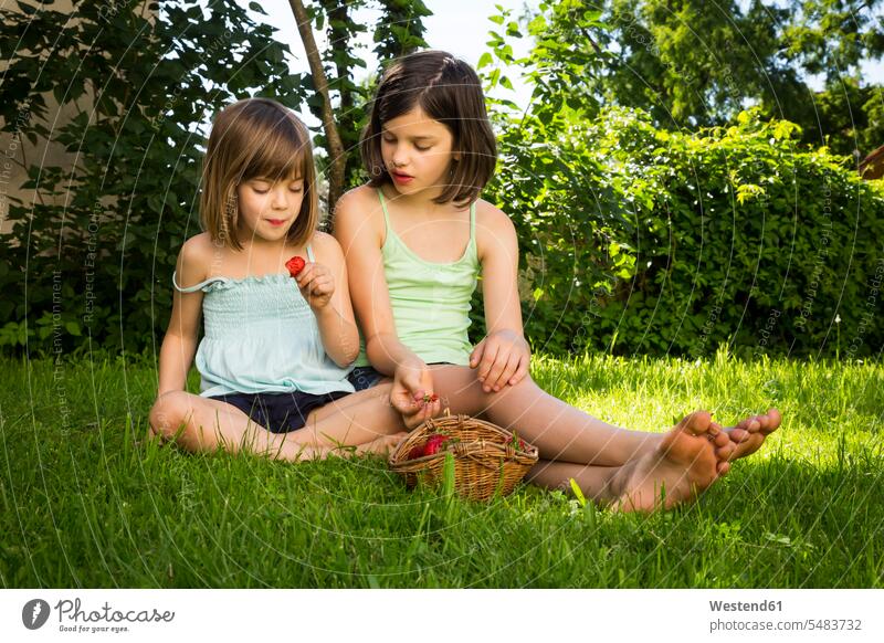 Zwei Schwestern sitzen zusammen auf einer Wiese und essen Erdbeeren sitzend sitzt Mädchen weiblich Kind Kinder Kids Mensch Menschen Leute People Personen Wiesen