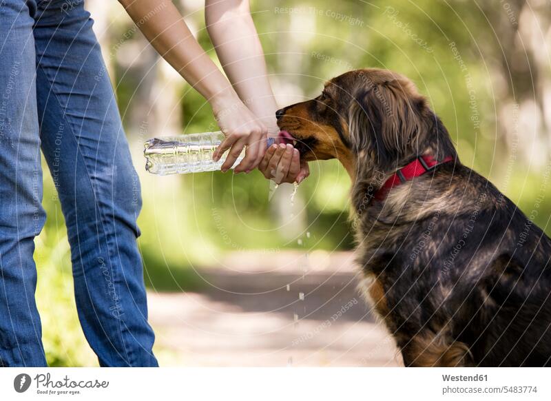 Frau gibt ihrem Hund Wasser zu trinken Hunde geben überreichen Haustier Haustiere Tier Tierwelt Tiere weiblich Frauen Hand Hände Erwachsener erwachsen Mensch