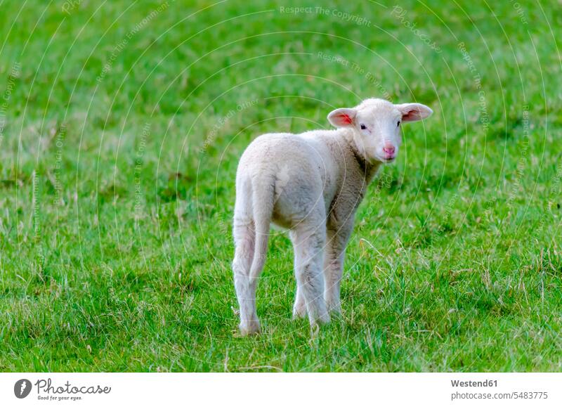 Lamm auf einer Wiese ländlich auf dem Land auf dem Lande Deutschland Ruhe Beschaulichkeit ruhig Schaf Ovis Schafe Tag am Tag Tageslichtaufnahme tagsueber