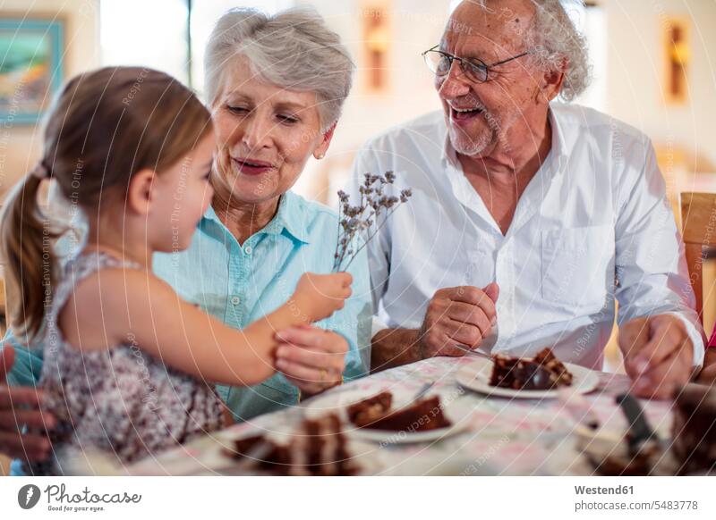 Großeltern, die mit ihrer Enkelin Geburtstag feiern, essen Schokoladenkuchen Geburtstagskuchen Geburtstagstorten essend Geburtstagsfeiern Geburtstage