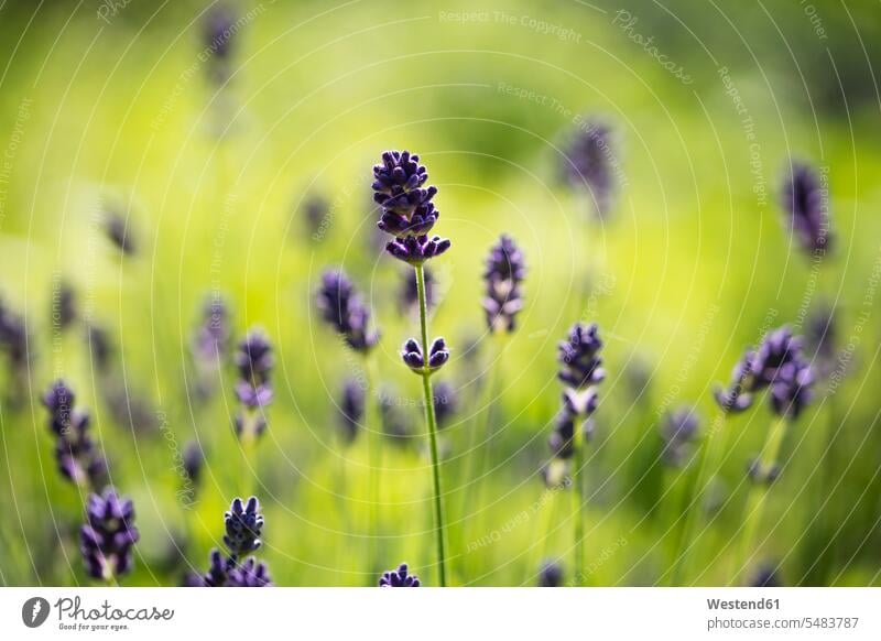 Lavendel, Lavandula angustifolia, im Garten Natur Nahaufnahme Nahaufnahmen Großaufnahme close up close-up close ups close-ups Blüte Bluete Blueten Blütenkopf