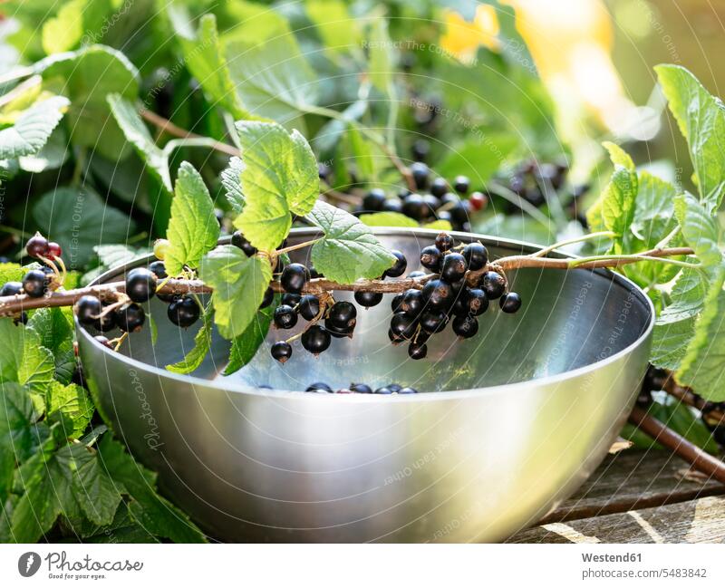 Schwarze Johannisbeeren (Ribes nigrum) Beeren auf Zweigen mit einer Edelstahlschale zum Sammeln Food and Drink Lebensmittel Essen und Trinken Nahrungsmittel
