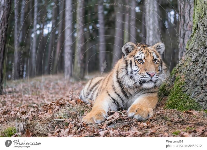 Junger sibirischer Tiger im Wald liegend Sibirischer Tiger Amurtiger Panthera tigris altaica Sibirische Tiger Amur-Tiger Außenaufnahme draußen im Freien