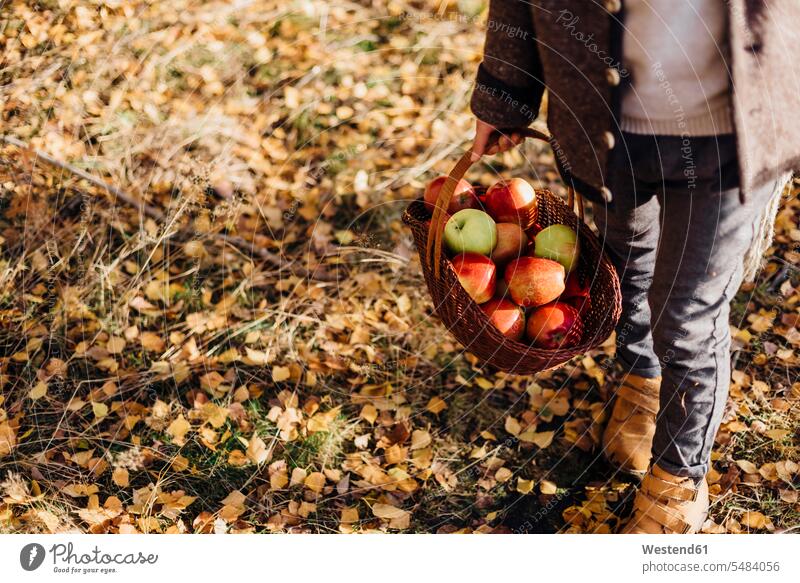 Junge mit Korb voller Äpfel auf Waldweg mit Herbstlaub Buben Knabe Jungen Knaben männlich gehen gehend geht Koerbe Körbe Forst Wälder Apfel Aepfel tragen