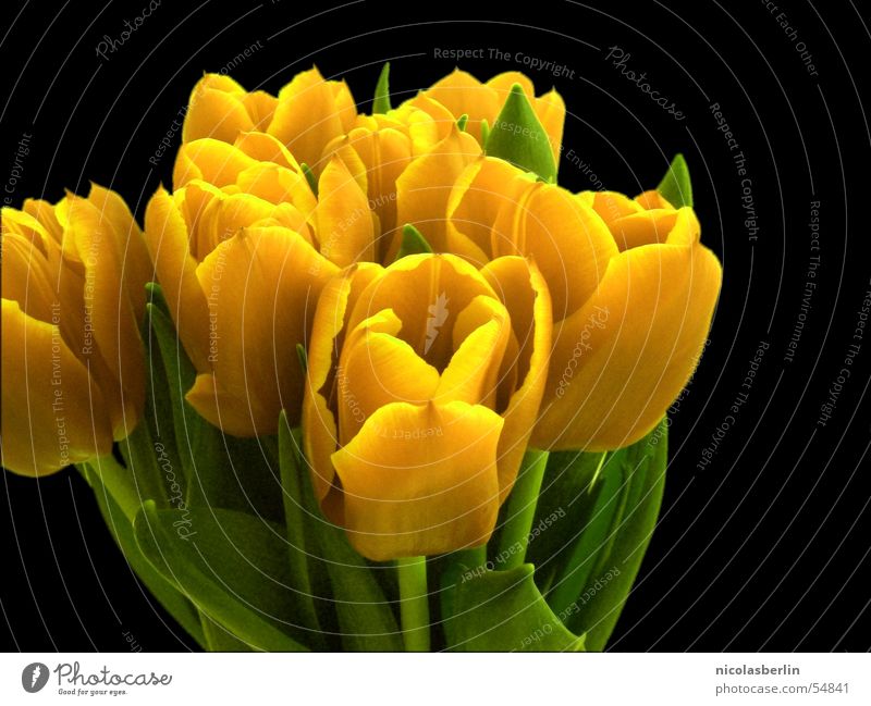 some flowers for you Freude Valentinstag Blume Tulpe gelb Überraschung Blühend colorful Dekoration & Verzierung Kontrast sättigung Frühling Farbfoto mehrfarbig