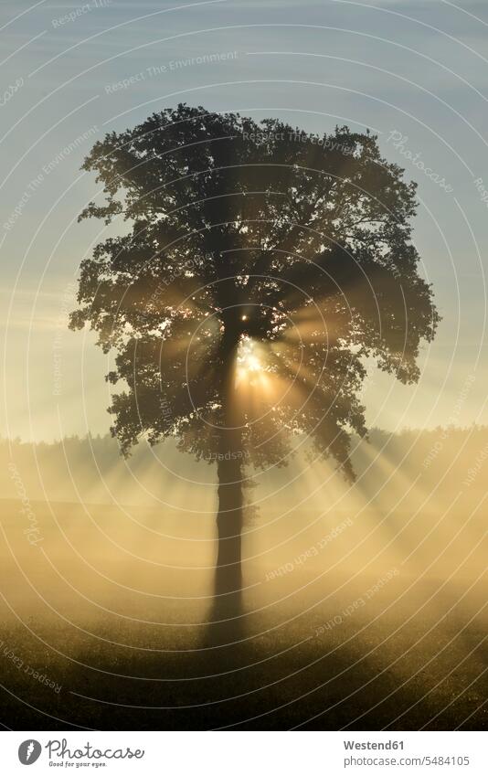 Deutschland, Oberbayern, Landsberied, Hinterleuchteter Baum bei Sonnenaufgang Morgenlicht morgendliches Licht Schönheit der Natur Schoenheit der Natur Tag