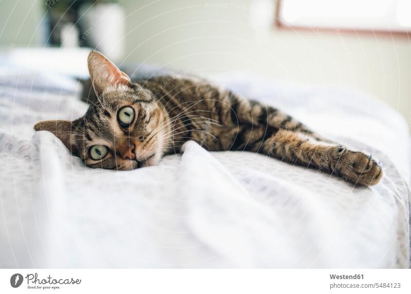 Tabby-Katze entspannt auf dem Bett Haustier Haustiere Entspannung relaxen entspannen getigert ein Tier 1 Einzelnes Tier eins einzeln Blick blicken Blicke Decke