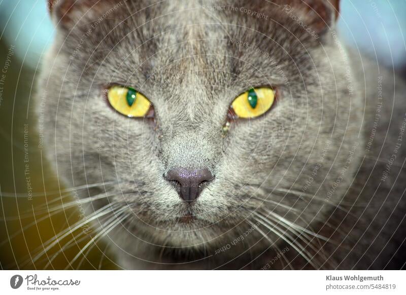 Intensiver Blick einer silbergrauen Katze in die Kamera, die Schärfe liegt auf der Nase Kater Hauskatze Blick in die Kamera Blick nach vorn blick in kamera Fell
