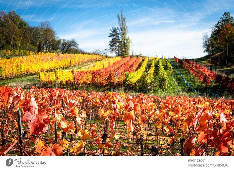 Reben mit herbstlich bunt gefärbten Blättern auf einem Weinberg in Sachsen-Anhalt Weinreben Weinhang Weinbau Landschaft Außenaufnahme Landwirtschaft Pflanze