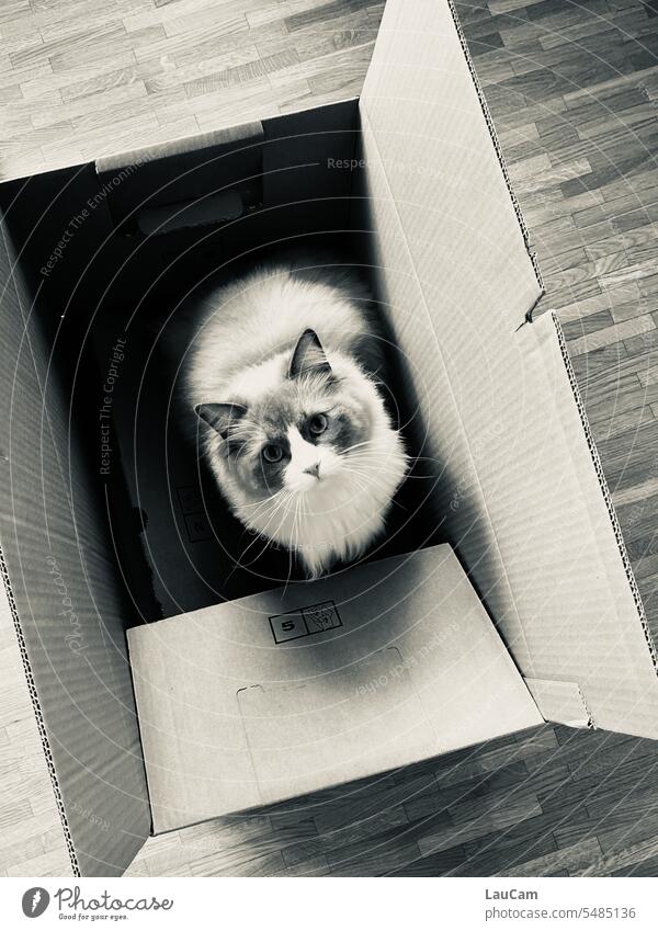 Nimm mich mit - Kater im Karton Umzugskarton Katze packen Haustier Wohnungswechsel Umzugstag Blick nach oben niedlich Kiste verunsichert ängstlich