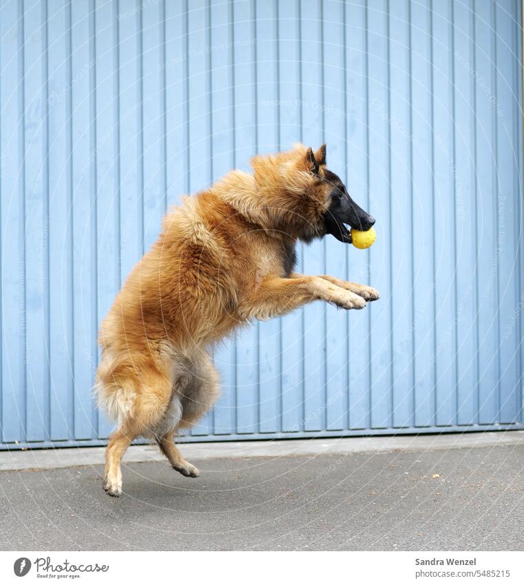 Hund fängt Ball Malinoi Schäferhund Spiel Spaß Toben Freude