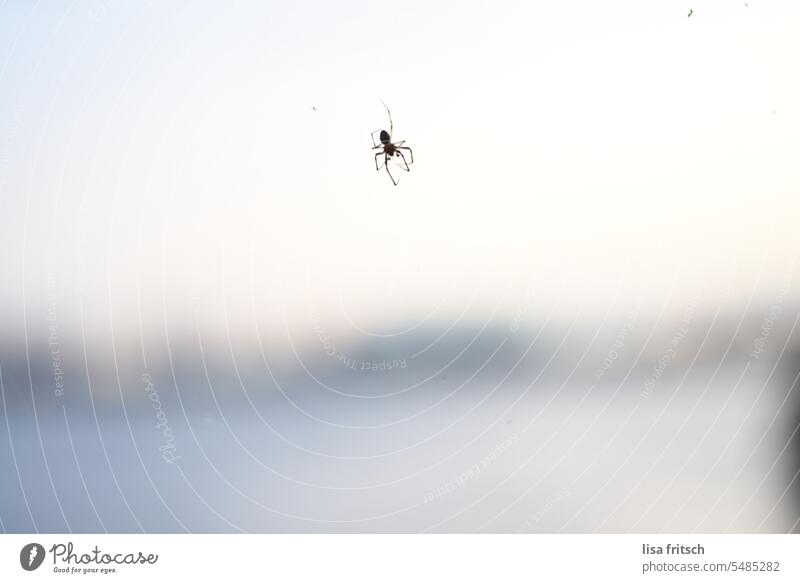 ich häng so rum... Spinne abhängen Freiheit Tier Spinne im Netz Natur Schwache Tiefenschärfe Farbfoto Insekt Außenaufnahme Ekel warten