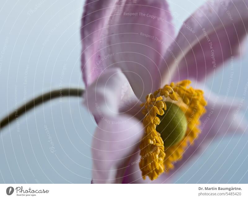 Anemone hupehensis, Herbstanemone, Mittelformat, Focus Bracketing mit geringer Tiefenschärfe Blüte blühen Staude ausdauernd Hahnenfußgewächse Ranunculaceae