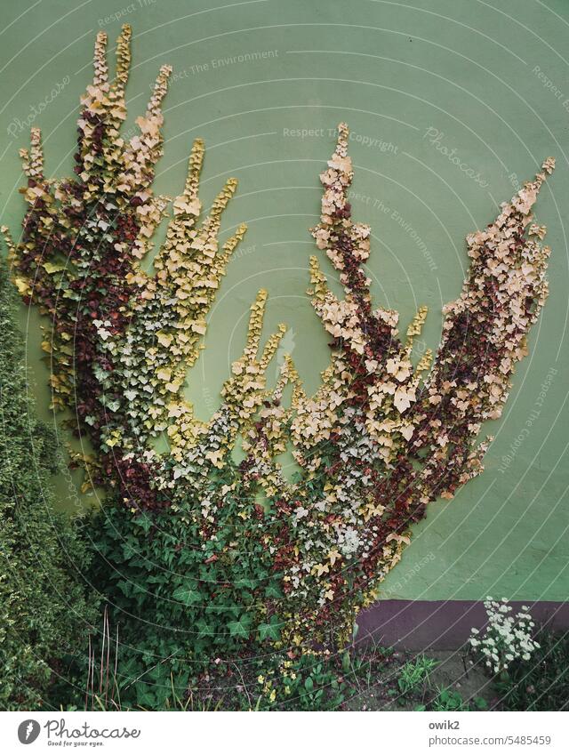 Verwachsen Kletterpflanzen Rankenplanze Bewuchs Pflanze Blatt natürlich Farbfoto Mauerpflanze Dickicht Abdeckung Natur Außenaufnahme verpackt verdeckt Gebäude