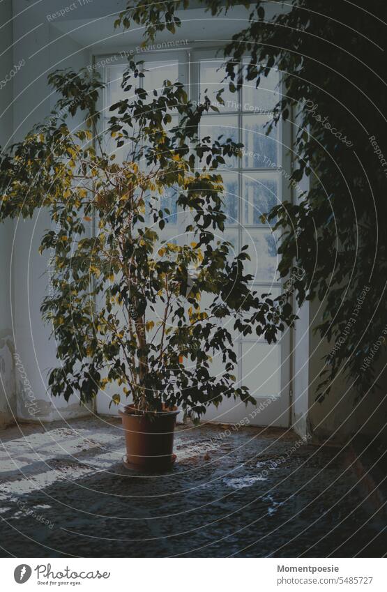 Ficus Pflanze grün Gegenlicht Raum Zimmer Zimmerpflanze Stille stiller Moment Fenster Terrasse Stimmung Stimmungsbild Lichtstimmung Natur stimmungsvoll