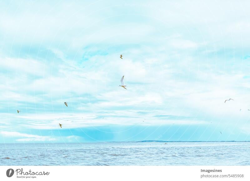 Seeschwalben und Möwen fliegen über das blaue, idyllische Meer. Vogelschwarm Ozean Küste Wasser Natur Farbfoto Strand Menschenleer Tier Wildtier im Freien