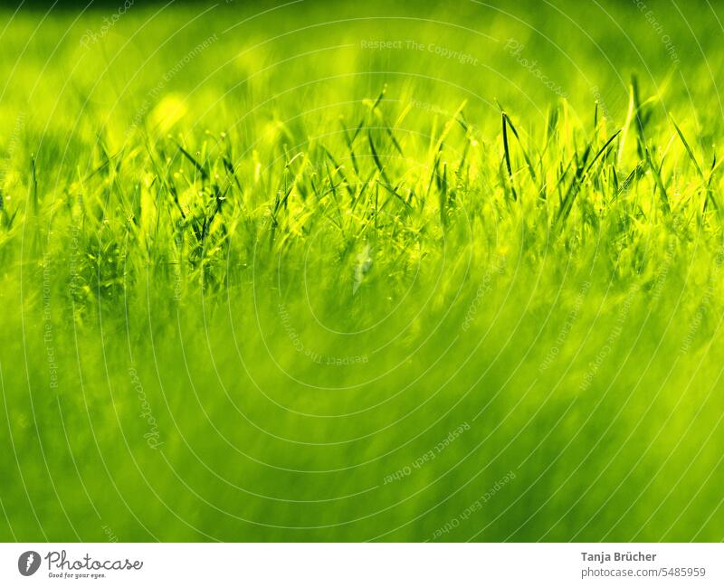 Gras als Nahaufnahme aus der Froschperspektive mit vielen verschiedenen Grüntönen und geringer Schärfentiefe Grashalme Wiese Rasen grasgrün frisches grün Natur