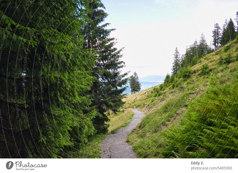 Wandern in den Alpen. Wanderweg verschlungen in Grüne Wälder im Hintergrund das Alpenvorland. wandern Berge u. Gebirge Natur Landschaft Außenaufnahme Farbfoto