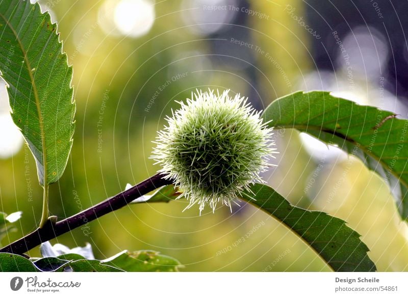 ganz schön stachelig Blume grün Wiese Stachel Garten Natur Nahaufnahme Detailaufnahme detailansicht