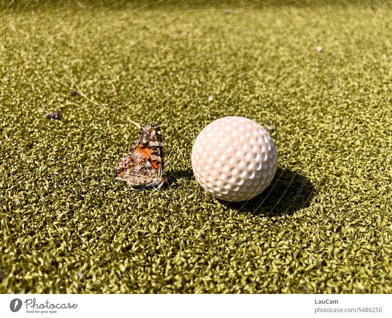 Schmetterling beim Minigolf - Unterschiede ziehen sich an klein groß Rasen Nahaufnahme grün Gras Minigolfball Ball Flügel unterschiedlich zart rund