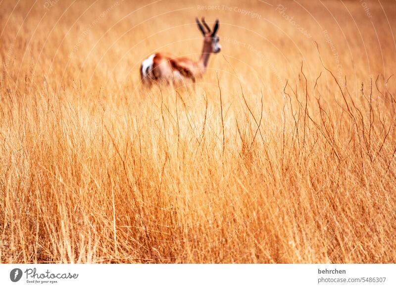 allein Einsam von hinten Antilopen Springbock etosha national park Etosha Etoscha-Pfanne Wildtier fantastisch außergewöhnlich Tierporträt frei wild Wildnis