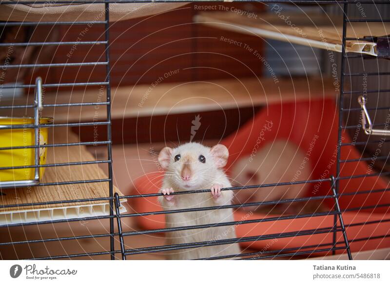 Ein Käfig mit einer niedlichen siamesischen Ratte, die herausschaut. Ratten Haustier Maus Peeps Nagetiere weiß Starrer Blick Nahaufnahme dressieren Aussehen