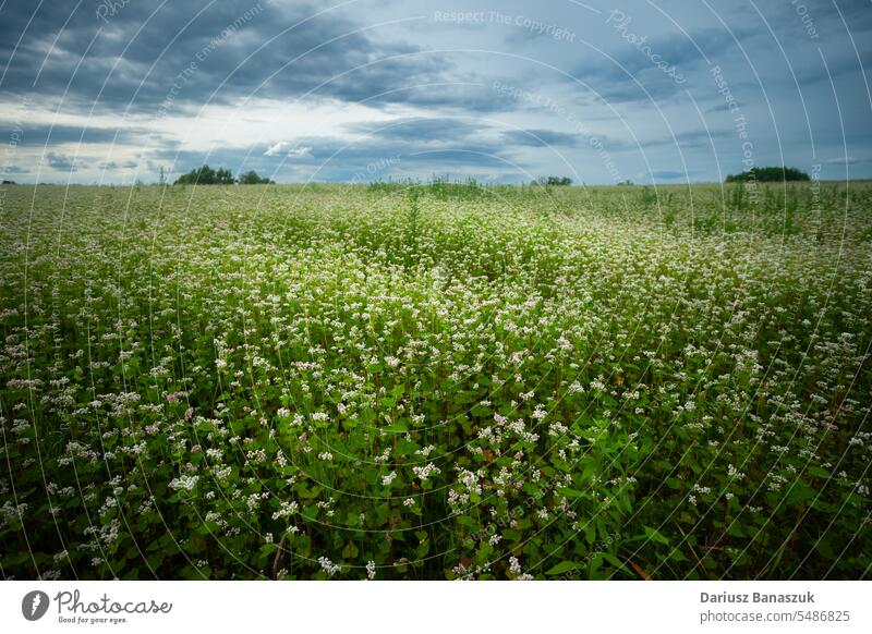 Buchweizenfeld und bewölkter Himmel, Sommeransicht Feld Blume Wiese Natur wolkig Schonung Landschaft Gras im Freien Pflanze Überstrahlung horizontal Fotografie