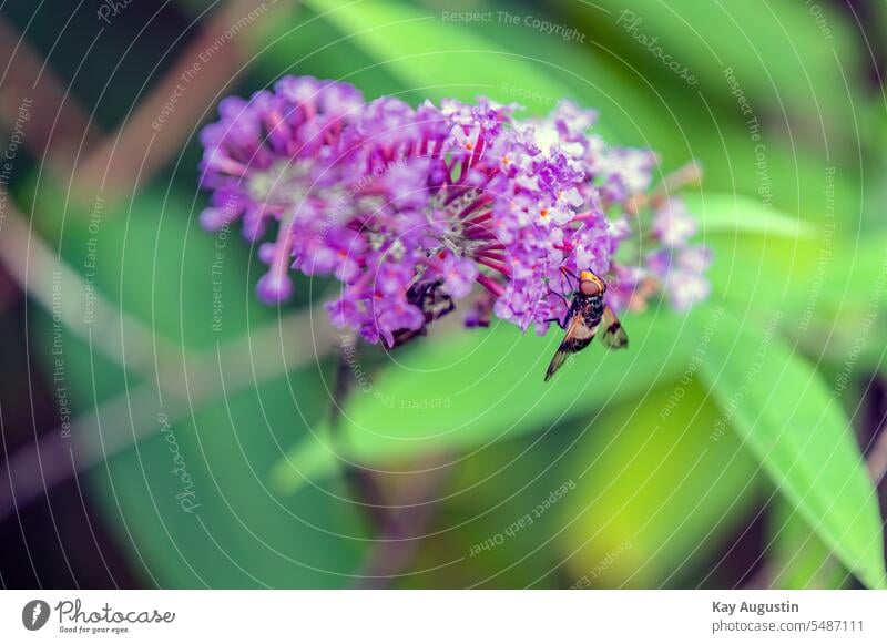 Gewöhnlicher Sommerflieder Schmetterlingsflieder schmetterlingsflieder Farbfoto Außenaufnahme Blüte Tier Insekt Natur Pflanze Flügel Garten Blume Umwelt