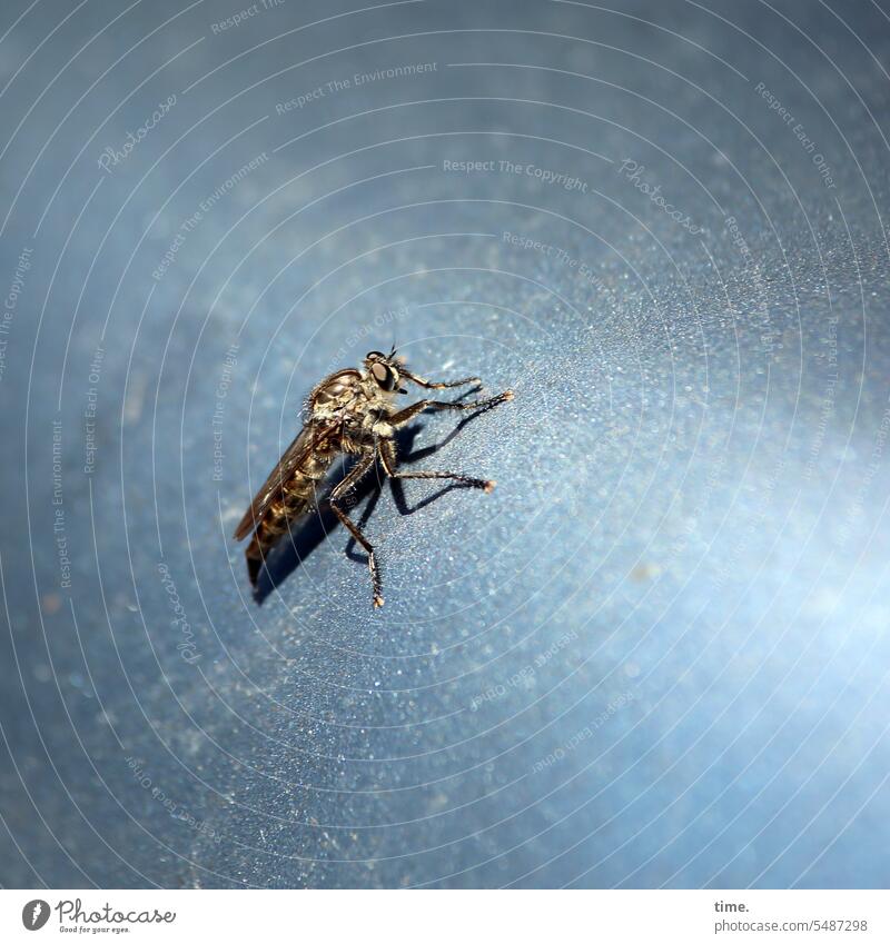 Bremse auf Metallfläche Insekt Natur Umwelt Nahaufnahme sitzen Tabanidae Viehfliege Zweiflügler sonnig Schatten grau Oberfläche blau Tier Fliege Flügel