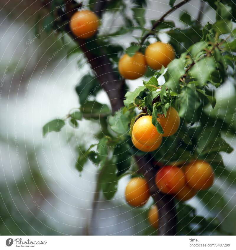 Pflaumenbaum Eierpflaume Obst Baum Frucht Früchte Ast Zweig sonnig schattig Mirabellen lecker Nahrungsmittel Blatt reif gelb orange Obstbaum Lebensmittel Ernte