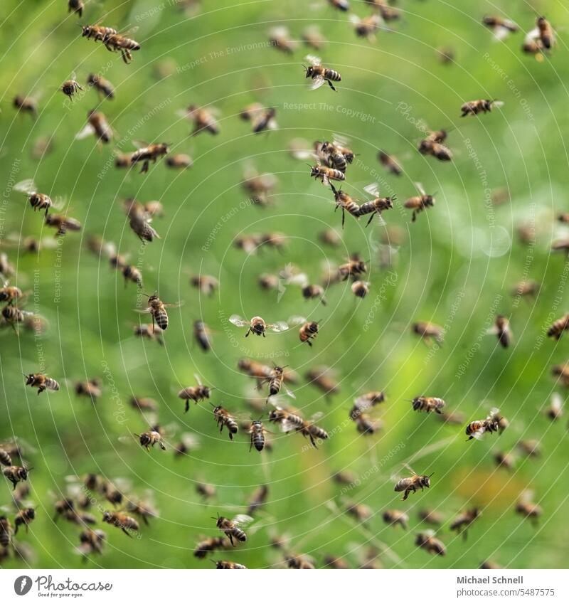 Bienengewimmel Bienenstock Bienenzucht Imker imkern Insekten Honigbiene Bienenkorb Lebensmittel Arbeit & Erwerbstätigkeit fleißig Fleiß fleißige Biene