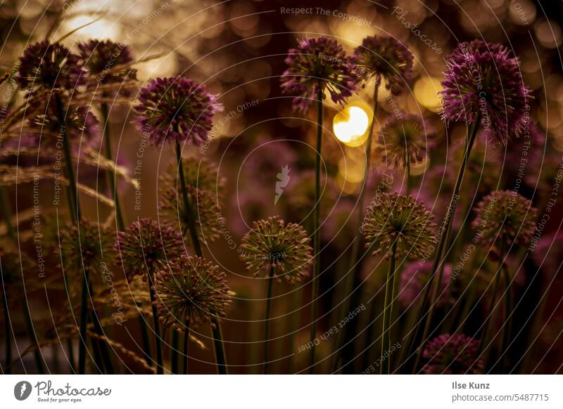 Zierlauch im Licht der Abendsonne Blüte Garten Sonne Pflanze goldene stunde bokeh lichter Gegenlicht Abendlicht allium ursinum