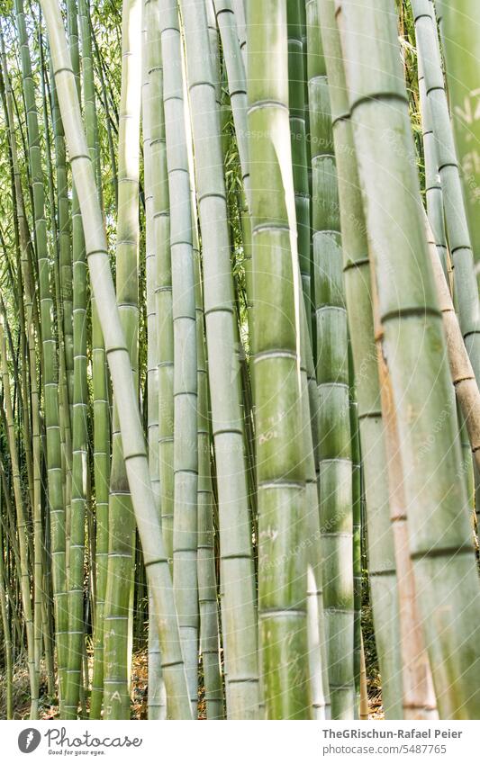 Bambuswald - Detailaufnahme wachsen grün Natur Pflanze Garten natürlich Wachstum Wald Bambusrohr Farbfoto
