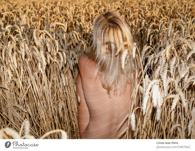 Ein wunderschönes nacktes blondes Mädchen macht es sich in diesen goldenen Roggenfeldern gemütlich. Alles ist erleuchtet. Von ihren sexy nackten Kurven bis hin zu einer wilden Natur, die sich auf den Herbst vorbereitet. Es fühlt sich an wie der letzte Tag des Sommers.