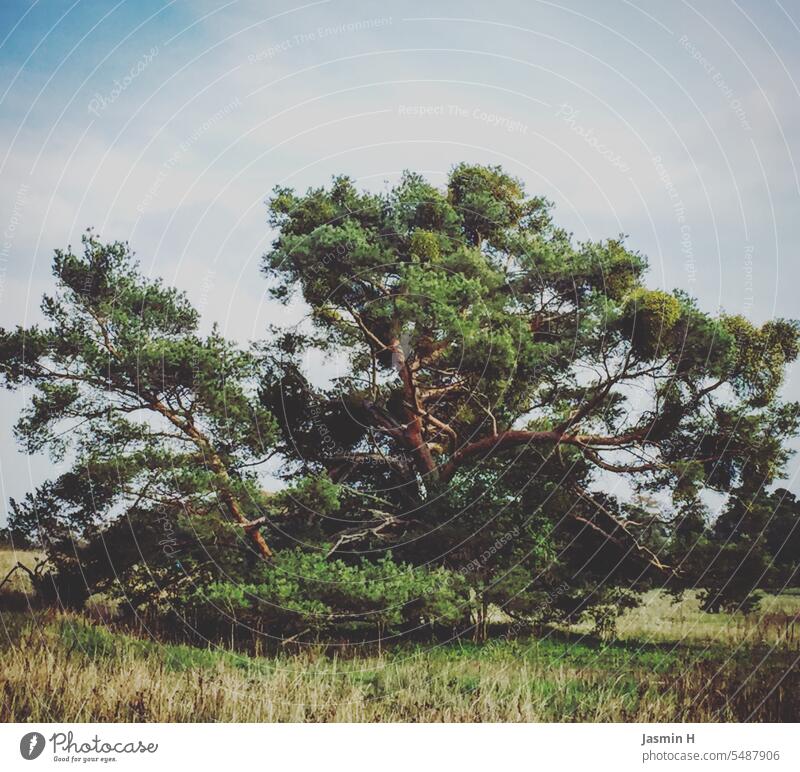 Alter Baum alt Natur Pflanze Außenaufnahme Farbfoto Menschenleer Tag Umwelt grün natürlich Landschaft Wiese Textfreiraum oben Schönes Wetter Himmel blau Feld