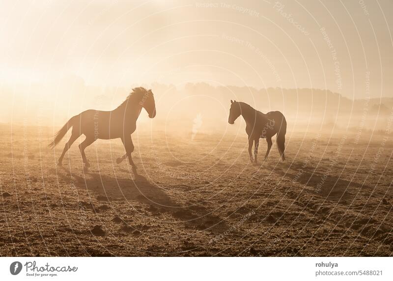 Pferde im Galopp auf einer nebligen, sonnigen Weide Ponys Tier Nebel Sonnenaufgang Morgendämmerung Sonnenlicht Sonnenschein früh weiden pastoral Feld Wiese hell