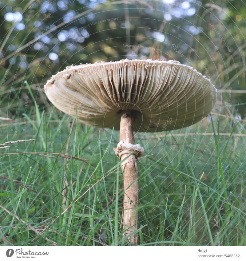 Riesen-Parasolpilz im Gras Pilz riesig groß wachsen Natur Waldrand Außenaufnahme natürlich gemeiner Riesenschirmling Riesenschirmpilz Champignonverwandt