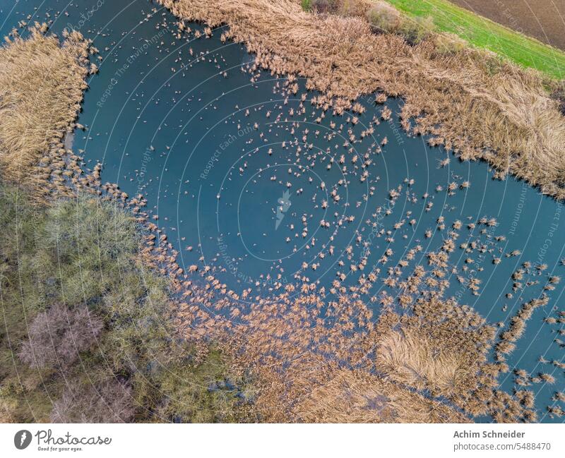 Ein stehendes Gewässer als Luftaufnahme mit Gras, Schilf und Sträuchern in der Feuchtwiese Wasser Vögel Wiese Feuchtgebiet Gräser abgelegen Röhricht Wasservögel