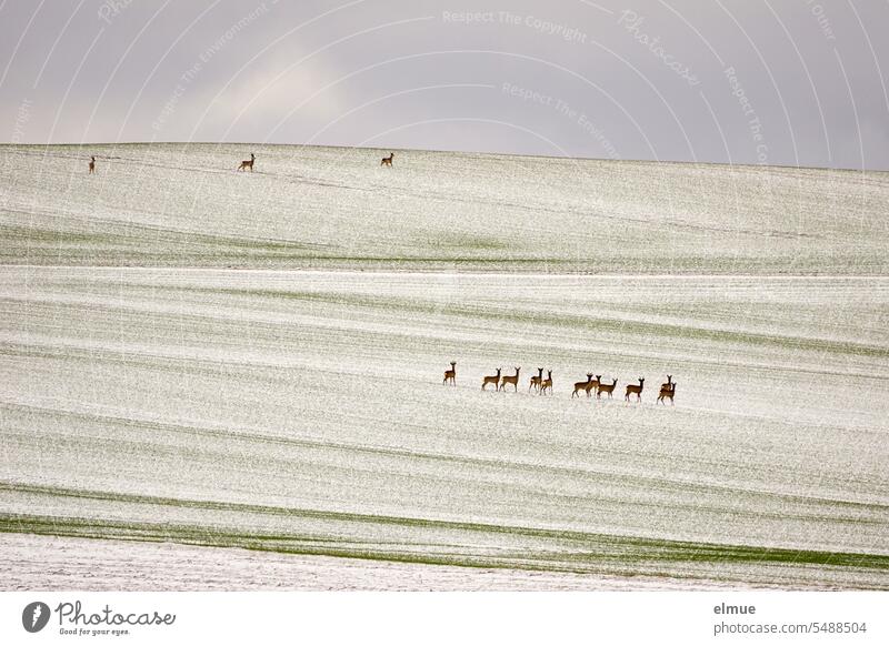 eine Rehgruppe auf dem leicht verschneiten Feld beobachtet drei vorüberziehende Rehe Rehwild Winter Wild Tierbeobachtung Naturbeobachtung Schonzeit Klima