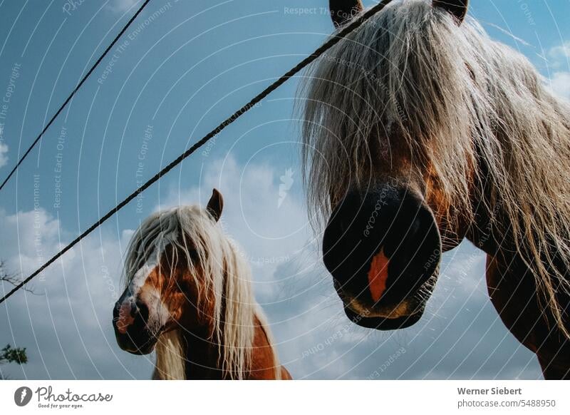 Zwei Haflinger-Pferde sind neugierig schnuppern Koppel Mähne Tier Himmel Tierporträt Pferdekopf